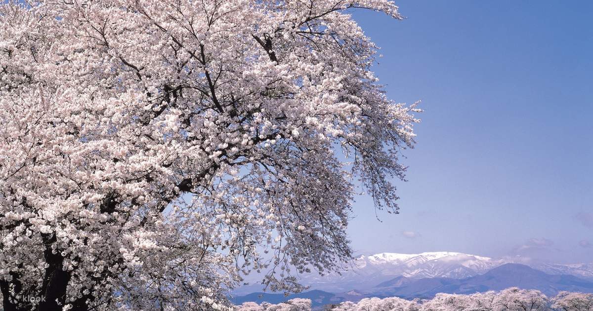 Miyagi Zao Snow Wall, Ichimoku Thousand Cherry Blossoms, and